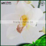 Orchids Plants Cymbidium thumbnail-2