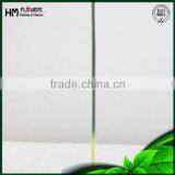 Orchids Plants Cymbidium thumbnail-4