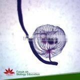 50pcs Human and Animal Parasitology Slides Set thumbnail-3