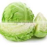 Cabbbage thumbnail-1
