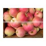 Good Quality Red Gala Apple thumbnail-2