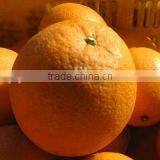 Grade A Fresh Navel Orange, Fresh Fruit thumbnail-2