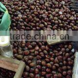 Fresh Chinese Chestnut thumbnail-4