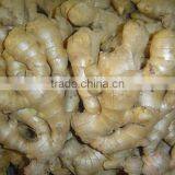 Fresh Ginger Needed thumbnail-4