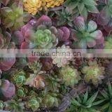 Home and Outdoor Decoration Synthetic Cheap Artificial Vertical Green Succulent Grass Wall E08 0407 thumbnail-2