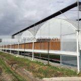 China Plastic Film Greenhouse Tunnel for Sale thumbnail-2