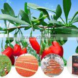 100% Pure Natural Green Goji Berry Tea For Weight Loss thumbnail-5