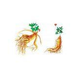 Ginseng Extract thumbnail-2