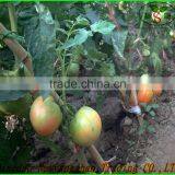 (HOT) TOMATO/TOMATOES/RED TOMATO thumbnail-2