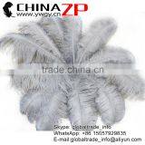 CHINAZP Factory Exporting Leading Bulk Sale Colored Stripped Silver Grey Large Ostrich Feathers for Weddings thumbnail-1