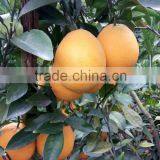 Fresh Gannan Navel Orange, Best Quality China Navel Orange thumbnail-3