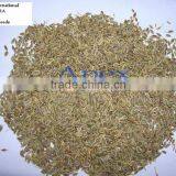 Spice-Dill Seeds / Anthem Graveolens / Suwa