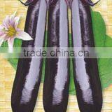 Hybrid F1 High Disease Resistance Black Eggplant Seeds For Cultivation-National Eggpalnt No.1 F1