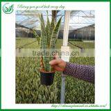 Indoor Dragon Tongue Plant thumbnail-1