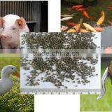 Dry Kelp Meal, Animals Feed Supplement , Kelp Seaweed Powder / Kelp Meal thumbnail-4