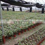 Simple Soft Wholesale Plastic Garden Flower Pot thumbnail-3