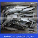 Seafood Frozen Round Scad Fish(decapterus Macarellus) thumbnail-2