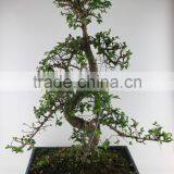 Zelkova 35cm Art thumbnail-1