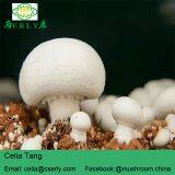 Fresh Champignon Mushroom thumbnail-4