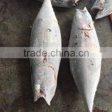 Frozen Long-line Albacore Tuna Whole Round thumbnail-4