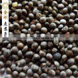 Perilla Seed for Sale thumbnail-2