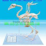 Laboratory Real Animal,vivid Superior Chicken Skeleton Specimen for Students Study