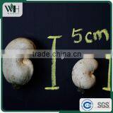 2016 Newest Cambodia Shell Attached Cashew Nut thumbnail-5