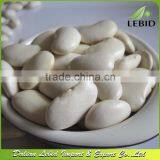 Large White Kidney Beans / Butter Beans 2014 thumbnail-1