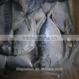 Fresh moonfish China orign hot sell