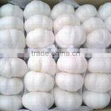 No Root/Clean Skin Wholesale Chinese Garlic thumbnail-3