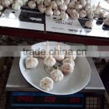 YUYUAN brand hot sail fresh garlic china garlic rates