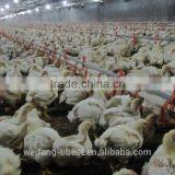 Turnkey Project Automatic Broiler Poultry Shed Design