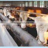 Cattle Ventilation Systerm thumbnail-4