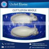Long Shelf Life Best Quality Cuttlefish Whole Cleaned Available at Market Price thumbnail-5