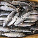 Frozen Fish Bonito 200-300g(Auxis Thazard)New Coming W/R for Can thumbnail-1