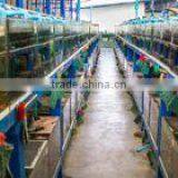Ornamental Fish Farm and Export Company thumbnail-3