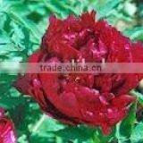 Tree Peony Plant Root Chun Hong Jiao Yan thumbnail-1