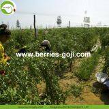 Factory Supply New Harvest Dried Goji Berries thumbnail-2
