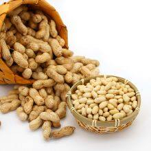 Offer Blanched Peanut Kernels 25/29 thumbnail-3