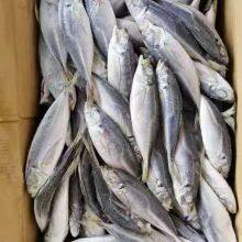 Mackerel, Pacific Mackerel, 100-200gles Chinois De La Mer Prix De Poisson Congel thumbnail-1