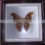 Dried Framed Butterfly