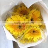 Pure and Mild Flavor Hot Selling Home Decorative Fresh Gerbera thumbnail-3
