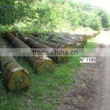 EUROPEAN WHITE OAK LOGS