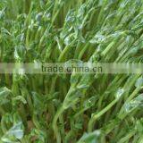 Automatic 100kg/day Barley Sprouting Machine thumbnail-4