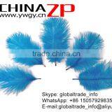 ZPDECOR No.1 Supplier in China Factory Exporting Wholesale From 6-8'' Dodger Blue Ostrich Feathers Plume thumbnail-2