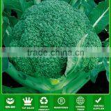 BR02 LJ no.2 75 days medium maturity chinese hybrid broccoli seeds f1