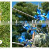 NSF Essential Borage Oil thumbnail-4