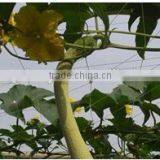 HDPE Anti Bird Netting thumbnail-6