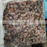 Frozen Squid Beak on Sale thumbnail-1