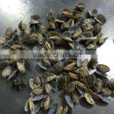V-packed Cooked Short Clam Necked in Shell thumbnail-5